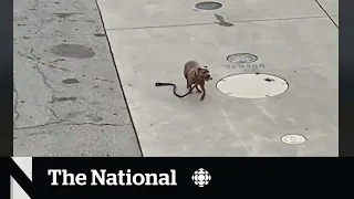 #TheMoment a dog got loose on Toronto's Pearson Airport tarmac