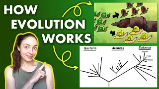 Evolution and Phylogeny | GEO GIRL
