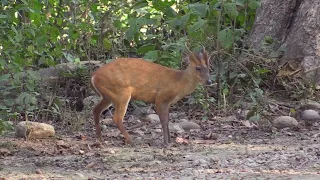 Muntjac indien (Muntiacus vaginalis) Northern Red Muntjac