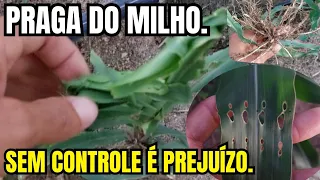 PRAGA DO MILHO, SE NÃO CONTROLAR É PREJUÍZO NA CERTA.