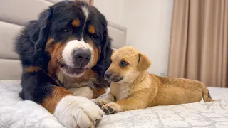 Funny Bernese Mountain Dog Reacts to Puppy