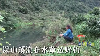 又来这个深山溪流野钓了，这次换个钓位，在水草边，果然不停上钩