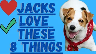 8 Things Jack Russell Terriers Love