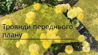 Троянди переднього плану, для бордюру, першого ряду ярусних насаджень. Початок, частина 1