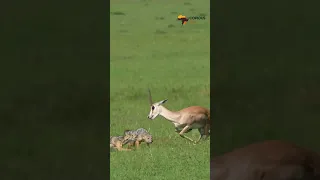 The wild is brutal. Grant's gazelle trying to save its minutes old baby from hungry jackals