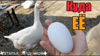 Удивила меня гусыня》Яйца.. кругом яйца!》Все хотят размножаться..