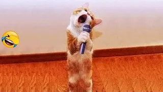 ❤️🐱 Funniest Cats and Dogs Videos 😸😅 Funny Animal Moments 2024 #13