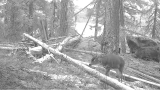 Deep Snow And Black Tailed Deer, Do They Care?