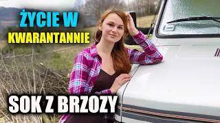 ŻYCIE W KWARANTANNIE - SOK Z BRZOZY !!!!  ODPORNOŚĆ - jak ją wzmacniać ?