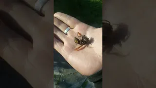 Убийца пчел