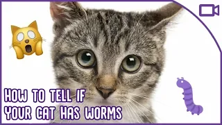 How To Tell If Your Cat Has Worms - Cat Health Care!