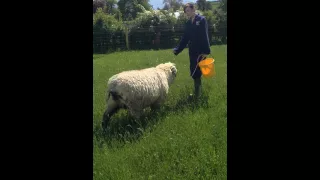 oxford down sheep halter training (7)