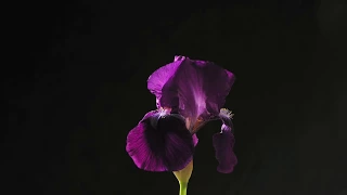 Iris germanica 'Black Swan' flower opening time-lapse