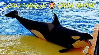 4K 🎥 LORO PARQUE— FANTASTICO ORCA SHOW—TENERIFE 2023 💙 ЛОРО ПАРК—ФАНТАСТИЧЕСКОЕ ШОУ КOСАТОК—ТЕНЕРИФЕ