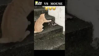 Cat vs mouse big fight