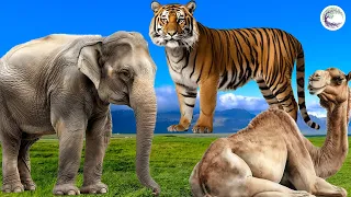 The Most Beautiful Animals Of Asia: Elephant, Tiger, Camel, Reindeer, Otter, Cat