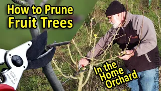 Pruning Fruit Trees in the Home Orchard | A step by step video guide