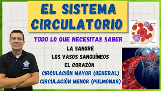 EL SISTEMA CIRCULATORIO,  G. ROJOS, BLANCOs Y PLAQU. VASOS SANG. LA CIRCULACION humana MAYOR Y MENOR