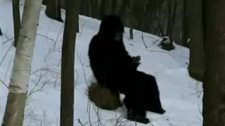 BONE CHILLING BIGFOOT FOOTAGE