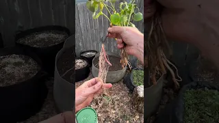 Look at the difference!!! Store Bought Vs. Home Grown!!  #gardening #gardeningtips #growyourownfood