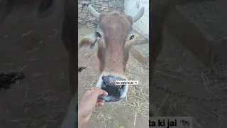 🐄🐄 Cow Love Human Body 💕 #cow #cowvideos #cowvideo #cowlove