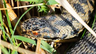 Adders, Northumberland, February 2024