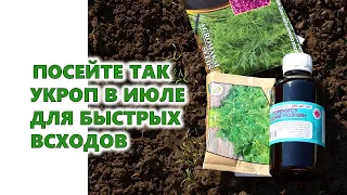 Посейте так укроп! Получите быстрый и дружный урожай витаминной зелени.