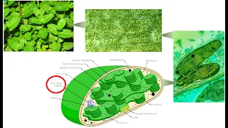 The chloroplast genome (Plastome)