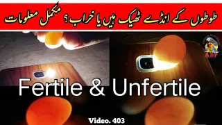 How to Check Eggs Fertile or infertile? Egg Candling Detail in Urdu / Hindi By |Arham|., Video. 403