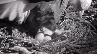 FOBBV CAM🦅Plot Twist❗️Jackie Lays EGG#3🥚🥚🥚Congratulations Are In Order🎉2024-01-31
