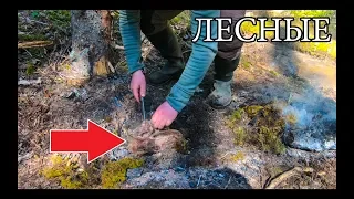 Дикая кухня - ЗАПЕЧЕННОЕ МЯСО В ЗЕМЛЯНОЙ ПЕЧИ | BUSHCRAFT MEAT COOKING UNDERGROUND |Wild MEAT