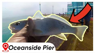 OCEANSIDE PIER FISHING! 15+ Fish CAUGHT + A Yellowfin Croaker, and a BARRED SURF PERCH:)