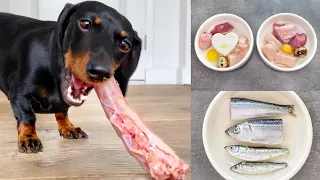 Dachshunds on a raw food diet.