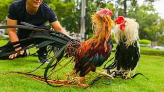 Onagadori is a historic Japanese breed of chicken,