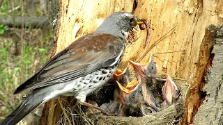 Рябинник кормит птенцов, Chicks Fieldfare