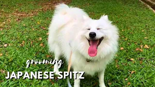 How To Groom A Dog's Hair - Japanese Spitz - Haircut and Trim  |  Pet Grooming TV
