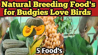 Expert Secrets for Lovebirds and Budgies Breeding Food's | The Ultimate Guide Natural Breeding Food