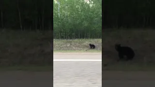 Bear and a Beaver fighting!!