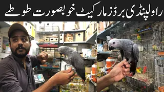 College Road Birds Market Rawalpindi 2023 ❤️ |  Talking Parrots Prices 🔥