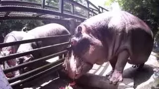 Hippo loves watermelon