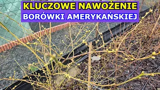 Kluczowe Nawożenie Borówki amerykańskiej Wiosną - Jak i kiedy nawozić Borówkę, aby obficie owocowała