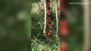 Shocking moment venomous snake gets stung by a giant wasp