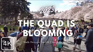 2023 UW Cherry Blossoms at the University of Washington Quad in Seattle WA, Full Walking Tour