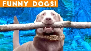 Ultimate FUNNY DOG Compilation 2018 | Funny Pet Videos