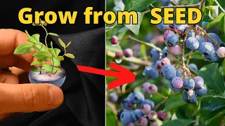 HOW TO Grow UNLIMITED Blueberries from Store-Bought Fruits (FROM SEED)