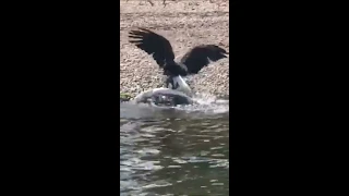 Bald Eagle Drags Live Musky Fish Out of River to Its Bank - 1063239