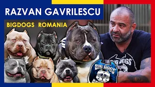 One Of The Most Beautiful Kennel in the World | American Bully Kennel | Big Dogs Romania |Teaser