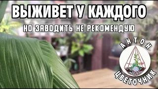 Выживет у каждого, но заводить не рекомендую: растение-проблема или наоборот?