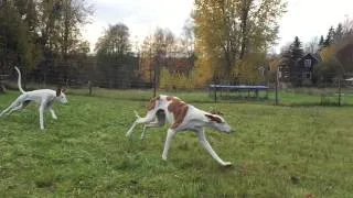 Podenco's running ! Ibizan Hound / Podenco Ibicenco