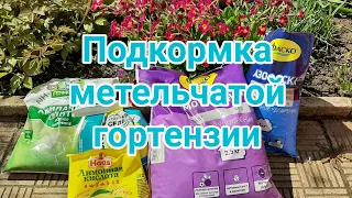 Подкормка метельчатой гортензии